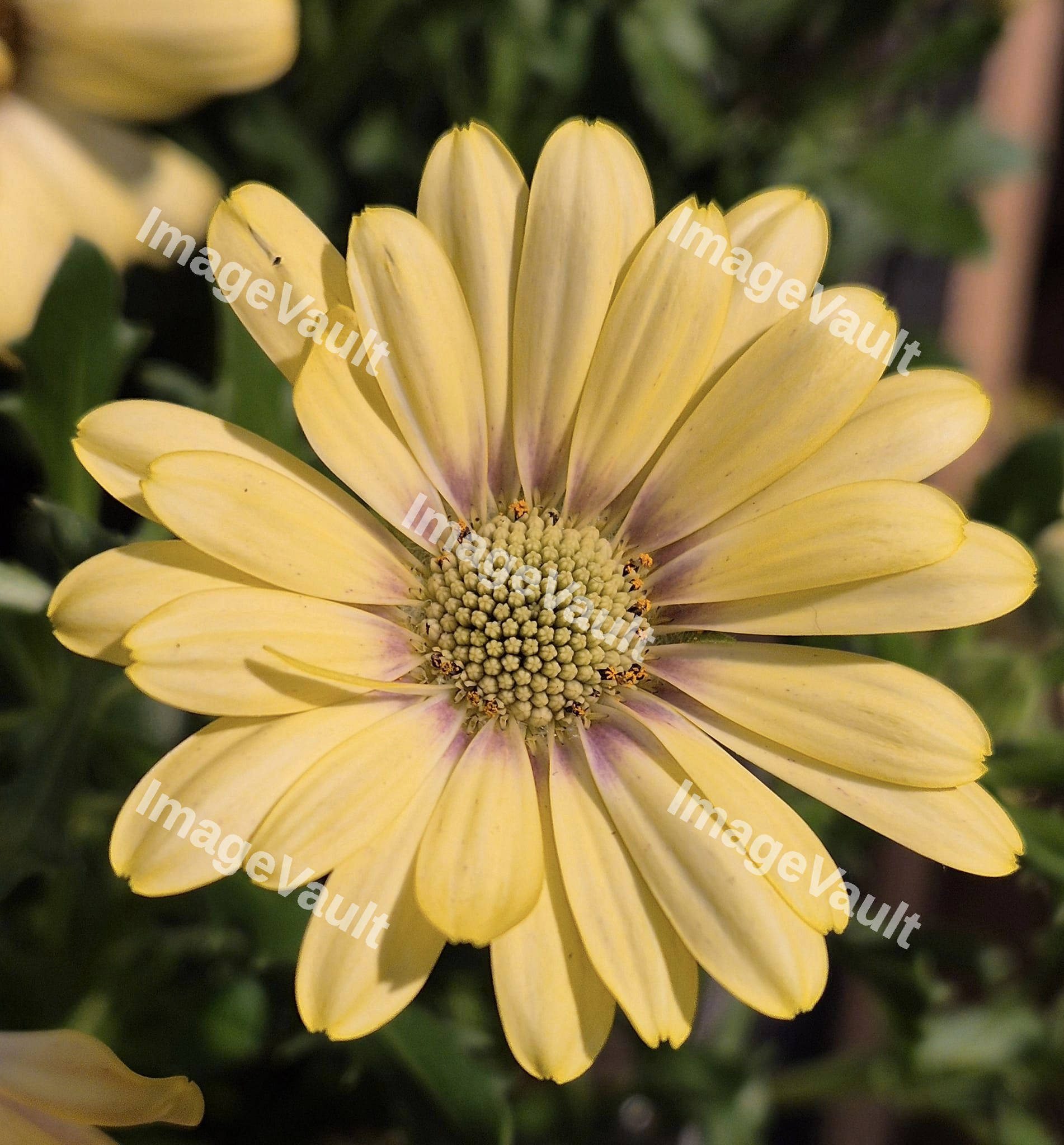 Yellow Daisy